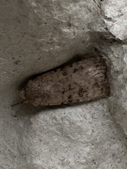Caradrina clavipalpis