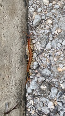 Scolopendra heros
