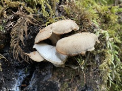 Jahnoporus hirtus
