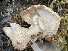 Jahnoporus hirtus