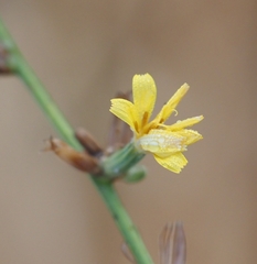Chondrilla juncea
