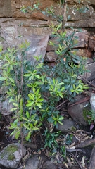 Tristaniopsis laurina