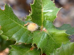 Disholandricus lasius