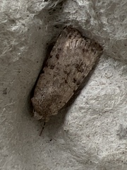 Caradrina clavipalpis