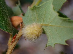 Disholandricus lasius