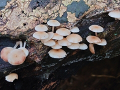 Favolaschia manipularis