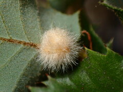 Disholandricus lasius