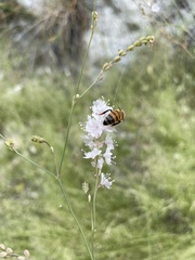 Boerhavia xantii