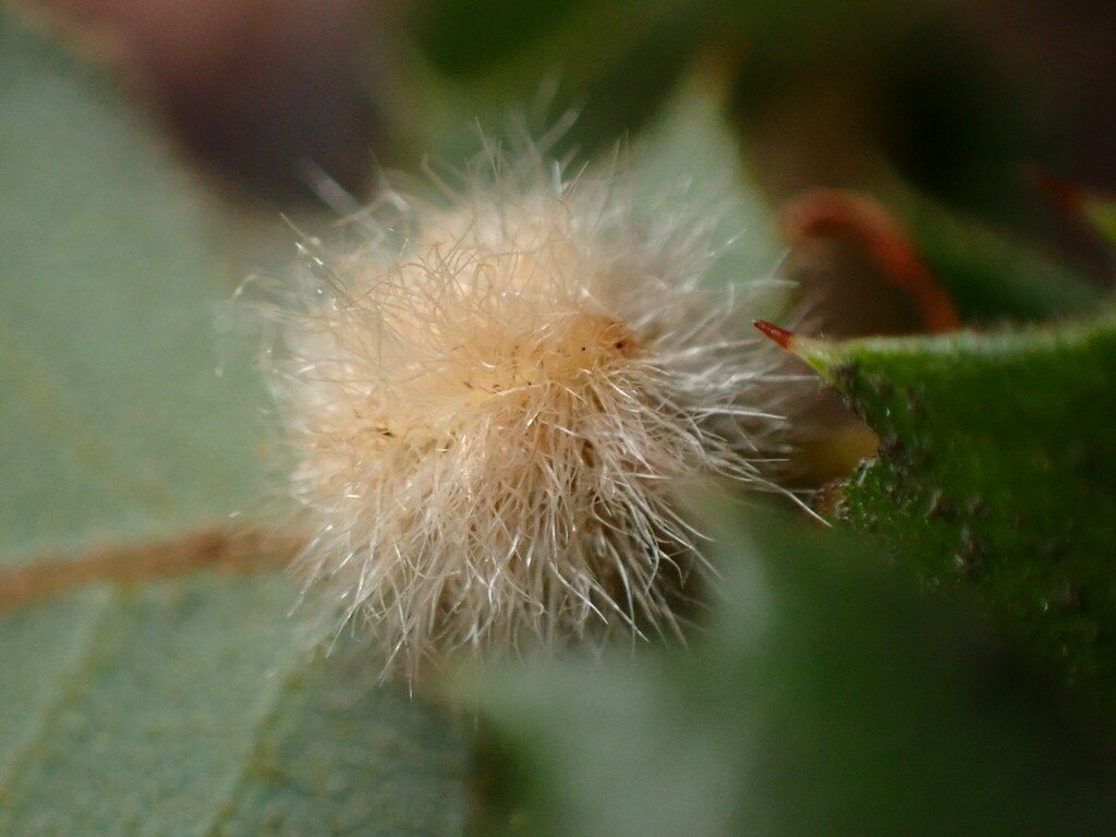 Disholandricus lasius