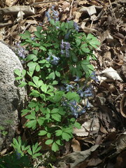 Corydalis kiautschouensis