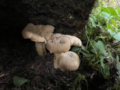 Cantharellus roseocanus