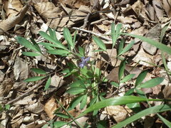 Corydalis