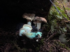 Cantharellus roseocanus