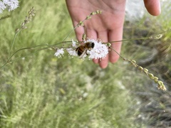 Boerhavia xantii