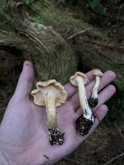Cantharellus roseocanus