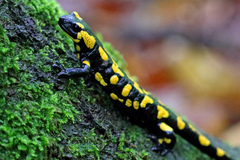 Salamandra salamandra