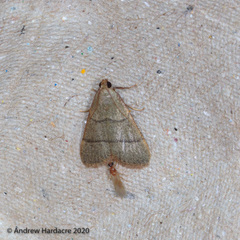Hypsopygia repetita