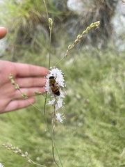 Boerhavia xantii