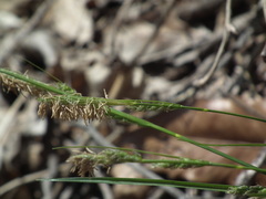 Carex pisiformis