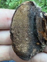 Gloeophyllum protractum