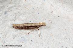 Hypatima spathota