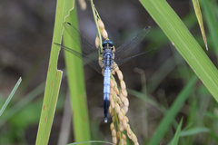 Orthetrum albistylum