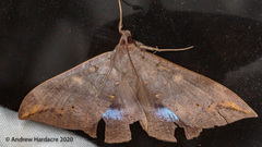 Ischyja ferrifracta