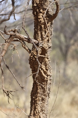 Hakea lorea lorea