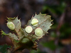 Paracraspis guadaloupensis