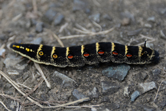 Theretra oldenlandiae