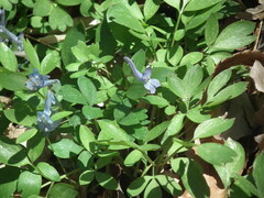 Corydalis kiautschouensis