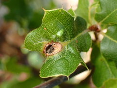 Callirhytis perfoveata
