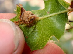 Callirhytis perfoveata
