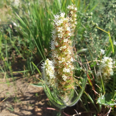 Echiostachys incanus