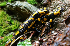 Salamandra salamandra