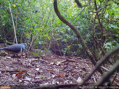 Leucosarcia melanoleuca