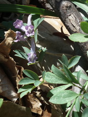 Corydalis