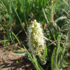 Echiostachys incanus