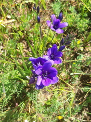 Babiana angustifolia
