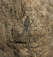 Argiope ocyaloides
