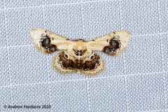 Idaea macrospila