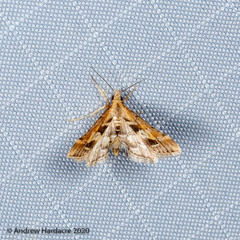 Diasemia accalis