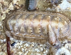 Ischnochiton cariosus