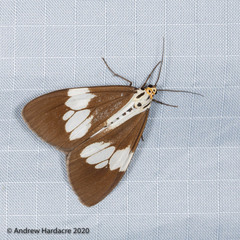 Nyctemera lacticinia