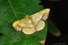 Fascellina plagiata