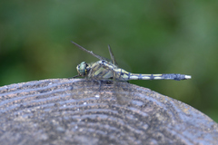 Orthetrum albistylum