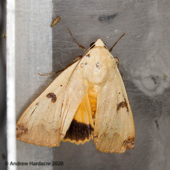 Ophiusa disjungens