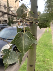 Brachychiton populneus