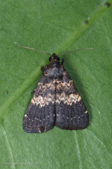 Hydrillodes lentalis