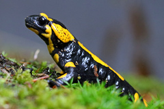 Salamandra salamandra
